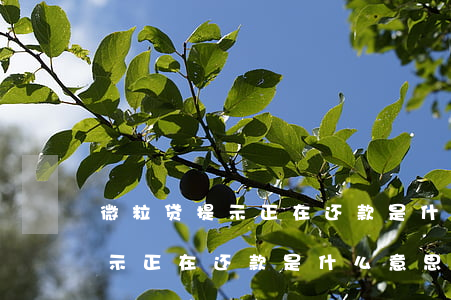 微粒贷提示正在还款是什么意思-微粒贷提示正在还款是什么意思啊