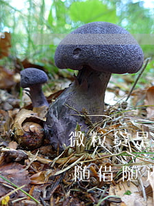 微粒贷是随借随还还是按月还款-微粒贷是随借随还还是按月还款好