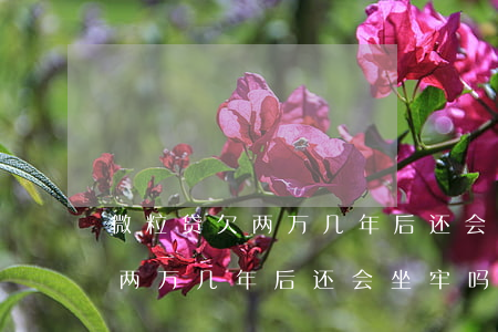 微粒贷欠两万几年后还会坐牢吗-微粒贷欠两万几年后还会坐牢吗知乎