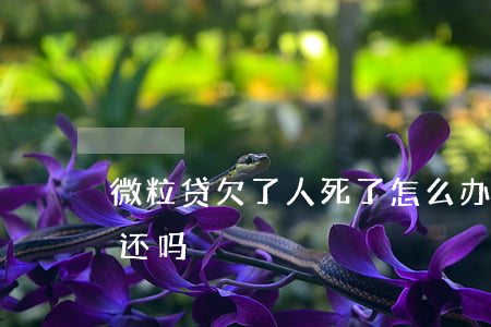 微粒贷欠了人死了怎么办(人死了微粒贷还要还吗)