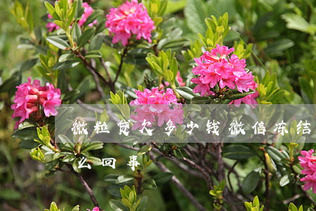 微粒贷欠多少钱 微信 冻结(微粒贷冻结微信怎么回事)