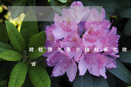 微粒贷欠多少钱起诉(欠微粒贷几千块钱会起诉)