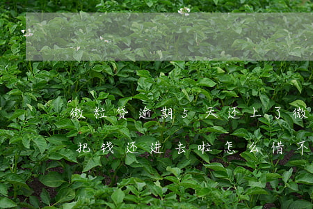 微粒贷逾期5天还上了(微粒贷逾期三四天后把钱还进去啦怎么借不出来啦)