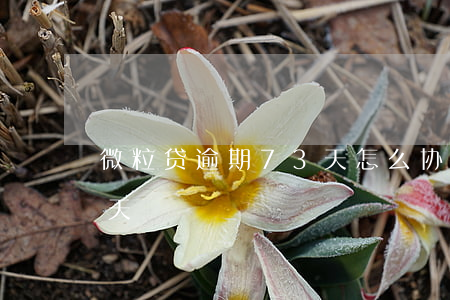 微粒贷逾期73天怎么协商 微粒贷逾期74天