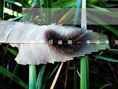 微粒贷逾期一年会坐牢吗