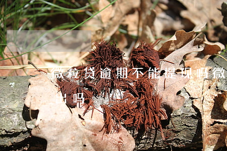 微粒贷逾期不能提现吗(微粒贷逾期了还能借出吗)