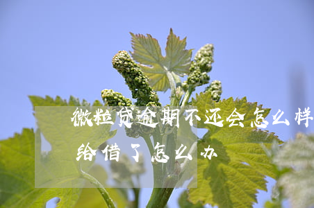 微粒贷逾期不还会怎么样(微粒贷逾期之后不给借了怎么办)