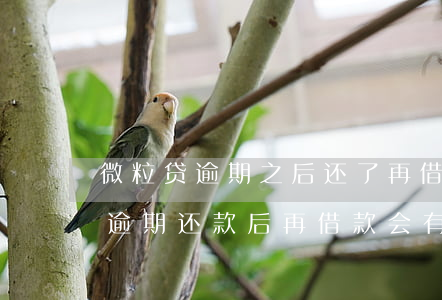 微粒贷逾期之后还了再借钱有影响吗，微粒贷逾期还款后再借款会有影响吗？