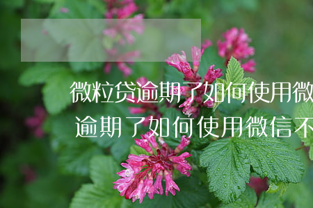 微粒贷逾期了如何使用微信不扣钱-微粒贷逾期了如何使用微信不扣钱呢