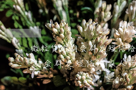 微粒贷逾期会群发短信给家人吗-微粒贷逾期会群发短信给家人吗是真的吗