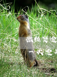 微粒贷逾期会要求提前还清欠款(微粒贷有过一次逾期提前还清欠款会不会被套路)