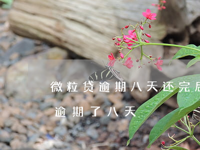 微粒贷逾期八天还完后还能再用吗-微粒贷逾期了八天