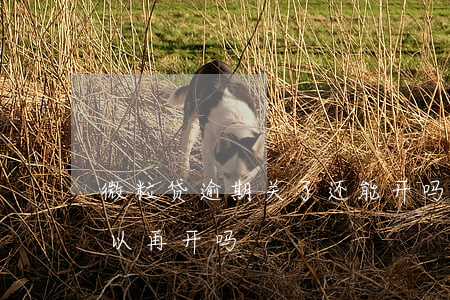 微粒贷逾期关了还能开吗(关闭了微粒贷还可以再开吗)