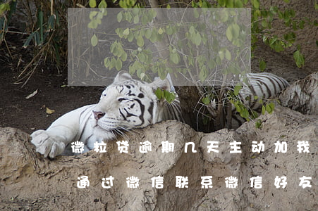 微粒贷逾期几天主动加我微信(微粒贷逾期会通过微信联系微信好友吗)