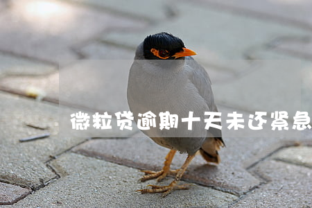 微粒贷逾期十天未还，紧急处理方法！