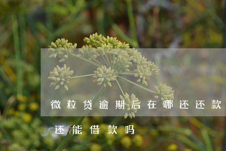 微粒贷逾期后在哪还还款(微粒贷逾期还清后还能借款吗)