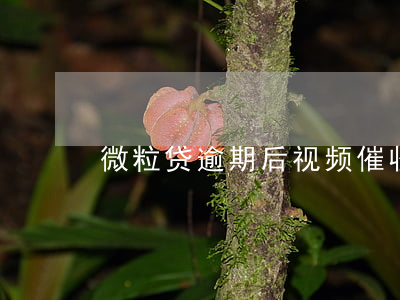 微粒贷逾期后视频催收(微粒贷 催款)