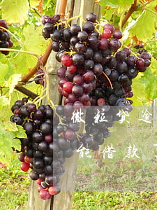 微粒贷逾期多久无法使用(微粒贷逾期还清不能借款了,如何才能使用)