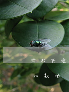 微粒贷逾期多久自动扣款(微粒贷到期会自动扣款吗)