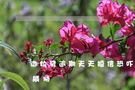 微粒贷逾期天天短信恐吓(微粒贷天天发信息威胁)