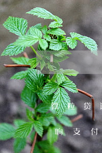 微粒贷逾期对支付宝的影响-微粒贷逾期影响支付宝转账和付款吗