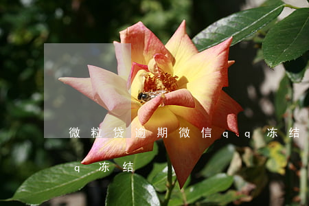 微粒贷逾期微信qq冻结 微粒贷逾期微信qq冻结