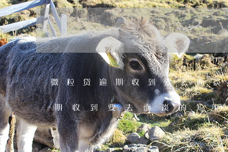 微粒贷逾期收到要去面谈的短信-微粒贷逾期收到要去面谈的短信是真的吗