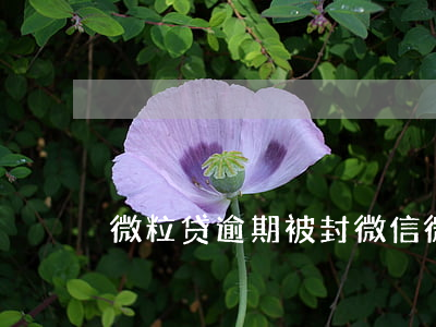 微粒贷逾期被封微信（微粒贷逾期被封微信）