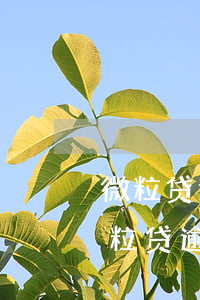 微粒贷逾期被起诉会影响孩子上大学吗-微粒贷逾期有被起诉的吗