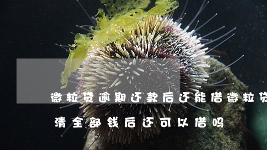 微粒贷逾期还款后还能借(微粒贷有过逾期还清全部钱后,还可以借吗)