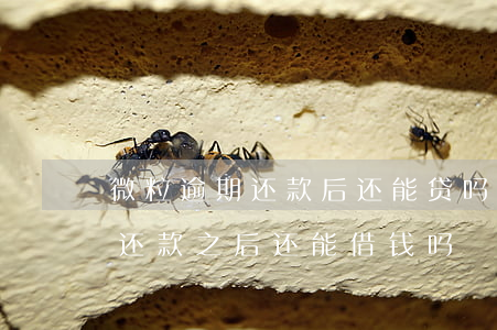 微粒逾期还款后还能贷吗(微粒贷逾期两天后还款之后,还能借钱吗?)