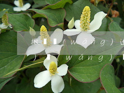 微貨網(wǎng)逾期寄起訴書(shū)(網(wǎng)貸逾期被起訴)