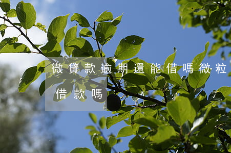 微貸款逾期還能借嗎(微粒貸逾期還清后還能借款嗎)