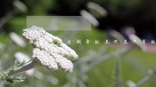 微贷产品逾期导致花呗(花呗有微贷行为怎么解决)