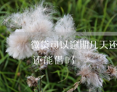 微贷可以逾期几天还款(微粒贷逾期3天还完还能借吗)