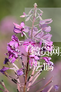 微贷网抵押车逾期一天(微贷网开走抵押车合法吗)