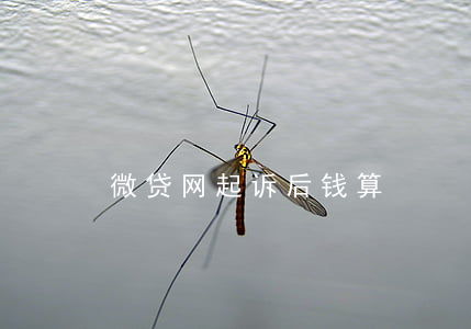 微贷网起诉后钱算