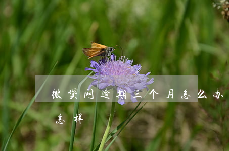 微贷网逾期三个月怎么办(微粒贷逾期3天会怎样?)