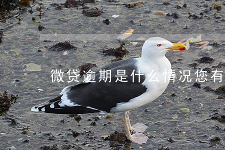 微贷逾期是什么情况(您有微贷产品逾期记录)