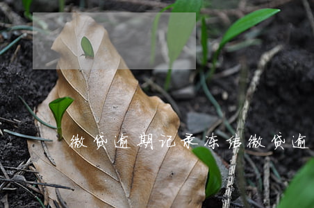 微贷逾期记录冻结(微贷逾期记录冻结多久)
