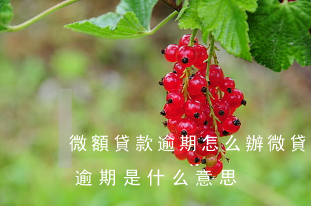 微額貸款逾期怎么辦(微貸產(chǎn)品逾期是什么意思)