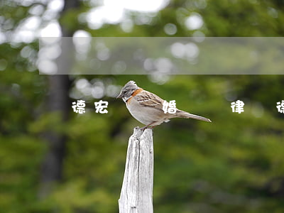 德宏請離婚糾紛律師(德宏律師咨詢電話)