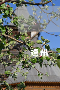 德州個人房屋出租(德州廠房出租出售信息)
