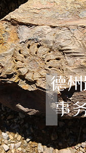 德州最厉害的律师事务所(德州最厉害的律师事务所)