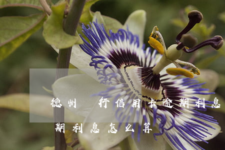 德州銀行信用卡逾期利息(德州銀行信用卡逾期利息怎么算)
