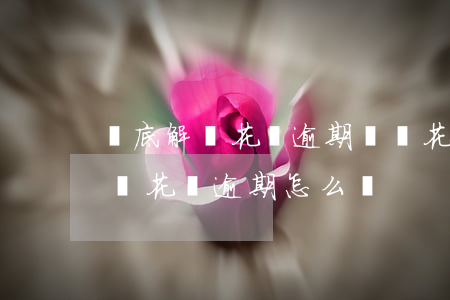 徹底解決花唄逾期問題(花唄逾期多久會被起訴?花唄逾期怎么辦)