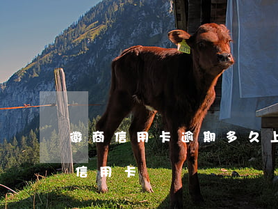 徽商信用卡逾期多久上征信(征信有逾期办理信用卡)