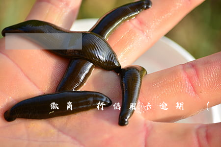 徽商銀行信用卡逾期協(xié)商