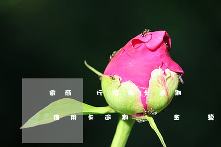 徽商銀行信用卡逾期違約金計算-徽商銀行信用卡逾期違約金計算方法