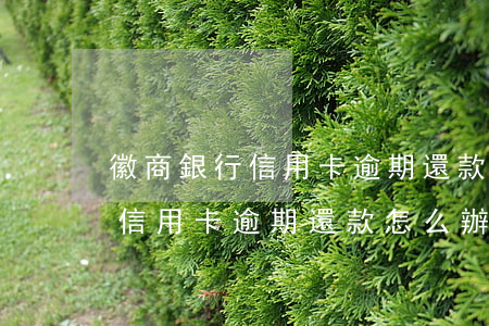 徽商銀行信用卡逾期還款怎么辦-徽商銀行信用卡逾期還款怎么辦啊